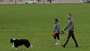 Monza: cani nel parco