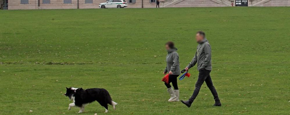 Monza: cani nel parco