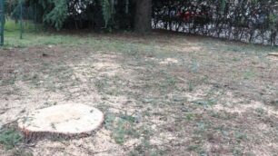 Seregno, nel giardino comunale di via delle Grigne tagliati due abeti
