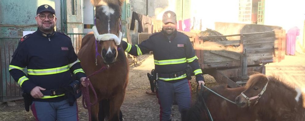 Stradale Seregno recupera cavalli in Valassina