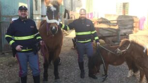 Statale 36, cavalli sulla Valassina: interviene la Stradale – VIDEO