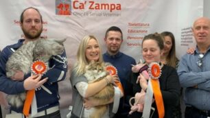 Festa del gatto 2019: prima edizione concorso Ca zampa exposition a Brugherio