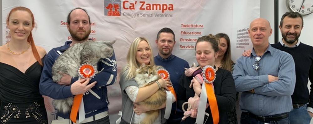 Festa del gatto 2019: prima edizione concorso Ca zampa exposition a Brugherio