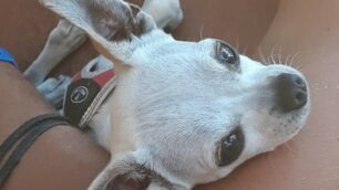 Questo cagnolino potrà seguire il proprio padrone anche nella tomba