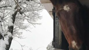 Neve 1 febbraio 2019 cavallo Coldiretti provincia di Lecco