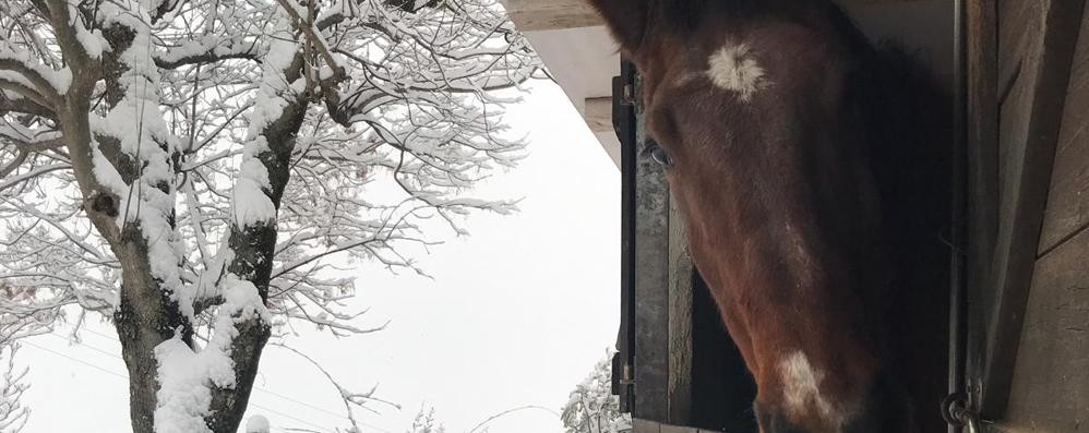 Neve 1 febbraio 2019 cavallo Coldiretti provincia di Lecco