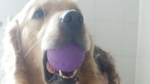 Sunny il Golden retriever che fa read dog alla scuola primaria E. Toti di Baruccana