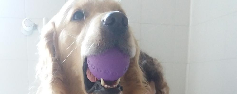 Sunny il Golden retriever che fa read dog alla scuola primaria E. Toti di Baruccana