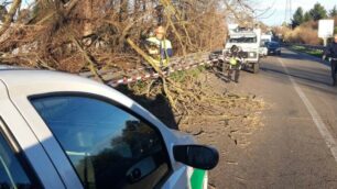 Cesano Maderno vento albero tangenziale per Desio