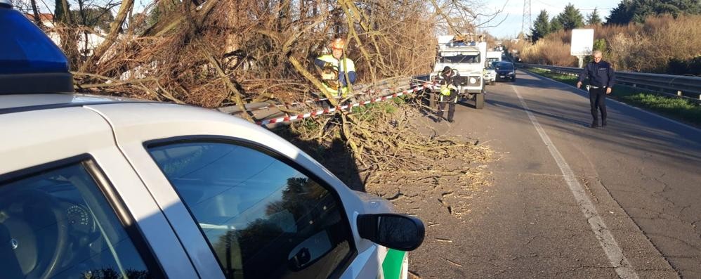 Cesano Maderno vento albero tangenziale per Desio