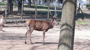 Il cervo nel parco di Cavenago