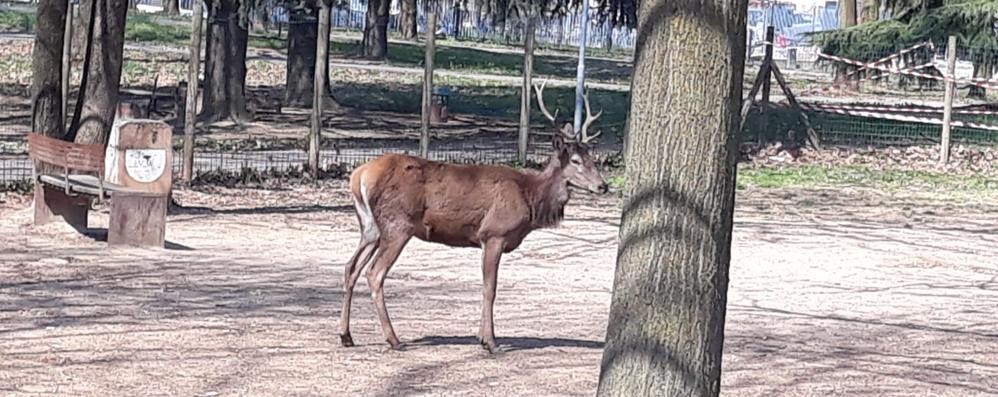 Il cervo nel parco di Cavenago