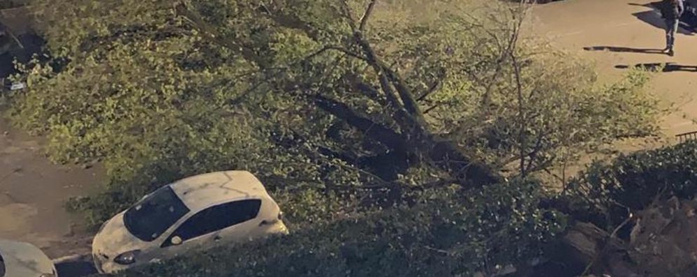 Monza vento via Sgambati albero su due auto, nessun ferito strada chiusa temporaneamente