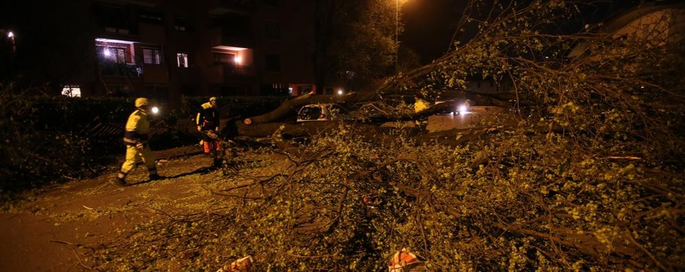 Monza Caduta alberi via Sgambati