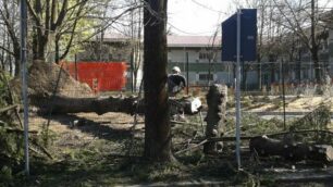 Danni vento a Sovico, albero caduto in viale Brianza, dove sta sorgendo la nuova pista ciclabile