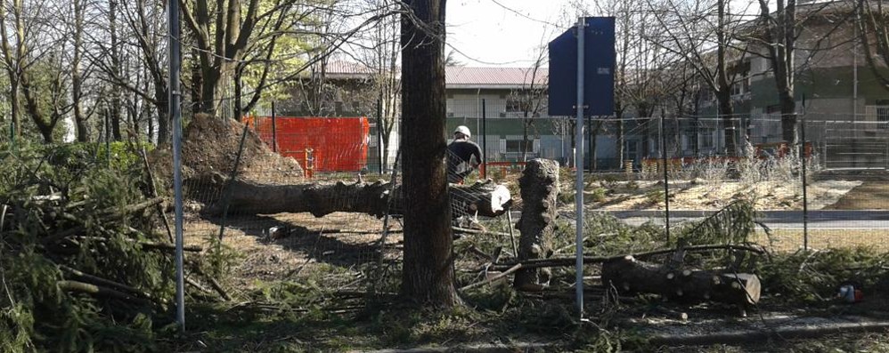 Danni vento a Sovico, albero caduto in viale Brianza, dove sta sorgendo la nuova pista ciclabile