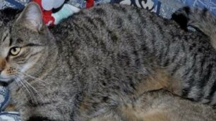 Cesano Maderno gatto Romeo tornato