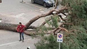 Uno dei pini marittimi abbattuti a Brugherio