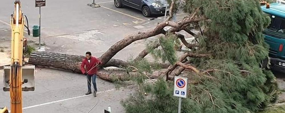 Uno dei pini marittimi abbattuti a Brugherio