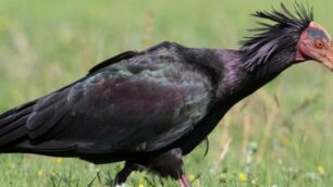 L’Ibis eremita in uno scatto del fotografo naturalista Mauro Gialdini