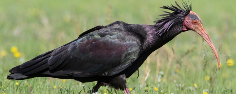 L’Ibis eremita in uno scatto del fotografo naturalista Mauro Gialdini