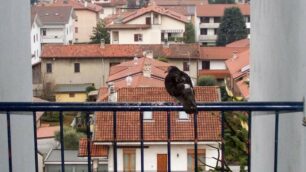 Seregno dichiara guerra ai piccioni