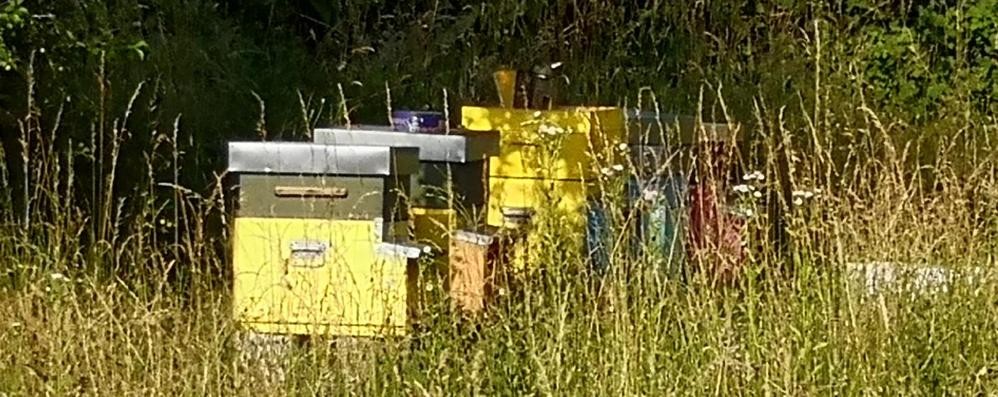 Arnie di api: è recente un allarme della Federazione apicoltori sui frequenti furti di alveari