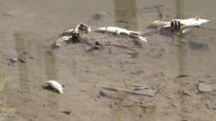 Pesci morti nel Lambro a Monza