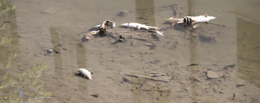 Pesci morti nel Lambro a Monza