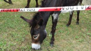 Uno degli asini recuperati a Monza