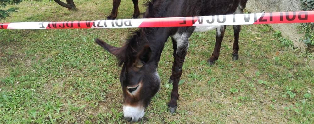 Uno degli asini recuperati a Monza