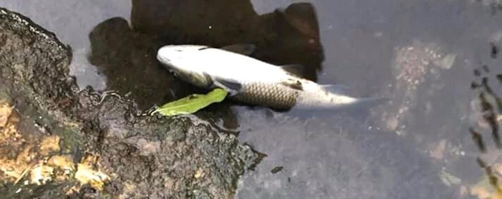 Seveso pesci morti nel fiume