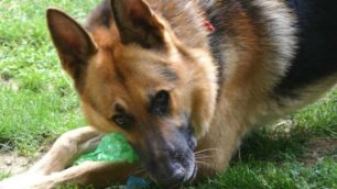 A Brugherio una nuova campagna a favore dei cani
