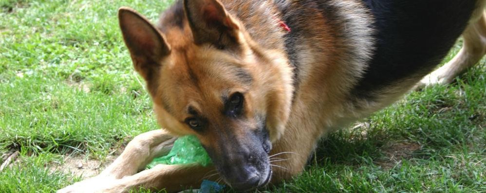 A Brugherio una nuova campagna a favore dei cani