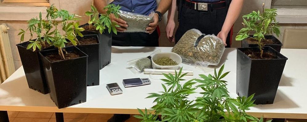 Bovisio Masciago sequestro cannabis, un arresto