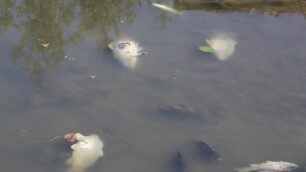 Le foto dei pesci morti nei fiumi Lambro e Seveso