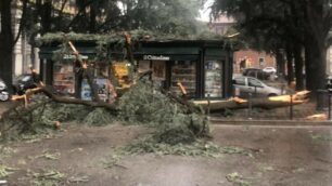 Monza caduta cedro spezzato piazza Carducci
