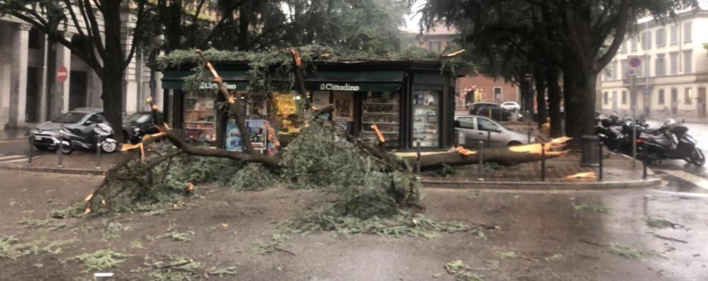 Monza caduta cedro spezzato piazza Carducci