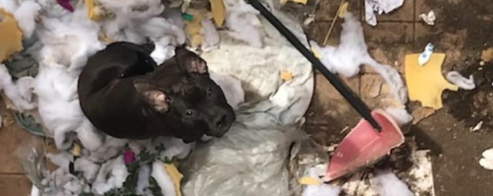 Monza Roncello: il cane Grandine sul balcone dove era costretto a vivere