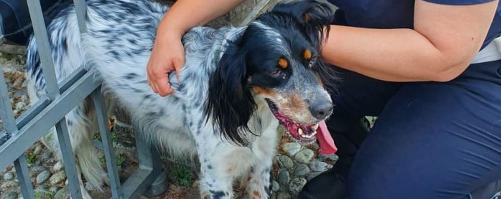 Il cagnolino intrappolato nel cancello