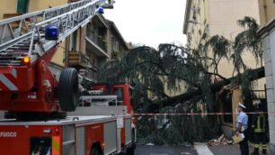 L’albero crollato in via Volta a Monza