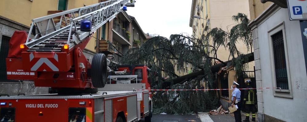 L’albero crollato in via Volta a Monza