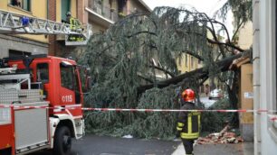 Maltempo su Monza e Brianza: la pianta crollata in via Volta, i disastri in diversi Comuni