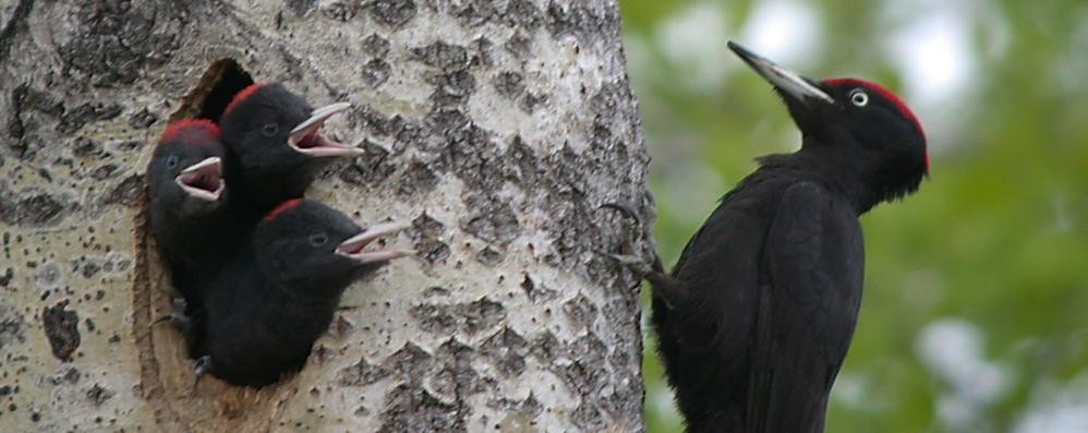 Uccelli nel parco di Monza: il picchio nero