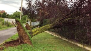 Gli alberi sradicati in via Indipendenza a Mezzago