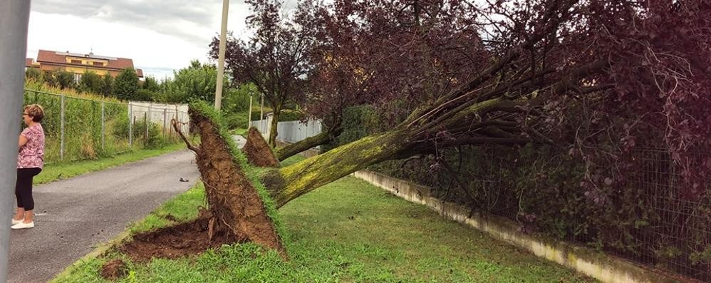 Gli alberi sradicati in via Indipendenza a Mezzago