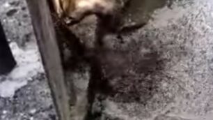 Un fermo immagine del filmato che mostra, al centro, lo sversamento avvenuto nella Bevera a Renate (a destra il corso d’acqua)