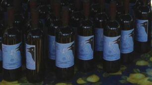 BIASSONO le bottiglie di  Sgurbatel, il vino della vigna comunale: annata pessima
