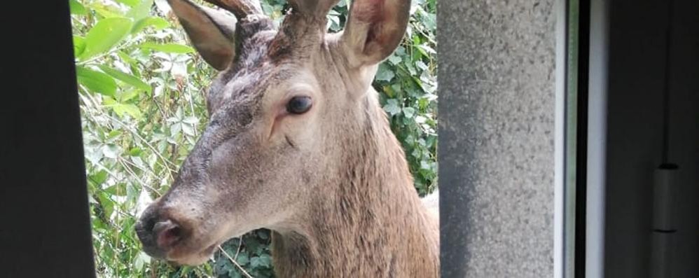 Cesano Maderno: Uno dei due cervi