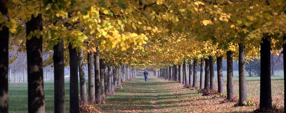 Monza Parco Autunno